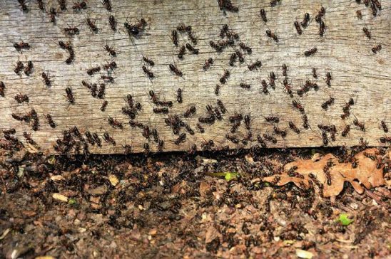 Ant Control