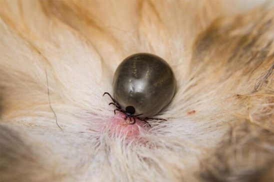 Flea & Tick Control